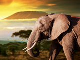 عکس فیل افریقایی