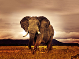سایت عکس فیل ها