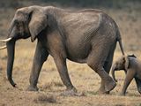 عکس فیل و بچه فیل افریقایی