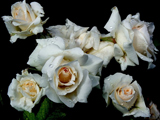 عکس گلهای رز سفید زیبا