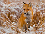 عکس روباه قرمز در برف زمستان