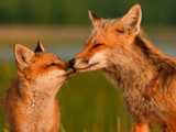 عکس زیبا از روباه مادر و فرزند 