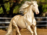 عکس زیباترین اسب جهان