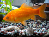 ماهی قرمز در آکواریوم