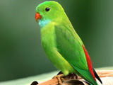 عکس طوطی سبز کوچک