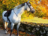 اسب در منظره پاییزی