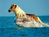 عکس اسب در حال دویدن در دریا