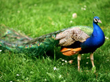 طاووس پرنده ملی هندوستان