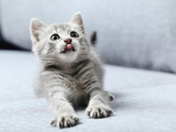 عکس گربه خاکستری شیطون