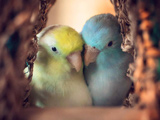عکس عاشقانه پرندگان