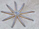 عکس ستاره دریایی نه پا