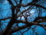 عکس ماه از میان شاخه های درخت
