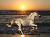 اسب سفید در غروب ساحل