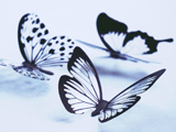 عکس پروانه های یخی