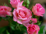 خوشگلترین گل های رز صورتی