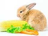خرگوش در حال خوردن