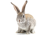 تصویر خرگوش با زمینه سفید