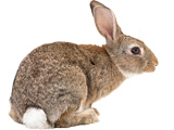 عکس خرگوش