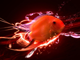 والپیپر جالب ماهی قرمز