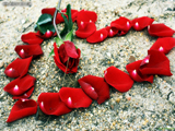 عکس عاشقانه قلب از گل رز
