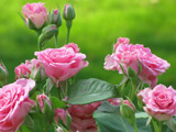 عکس شاخه گل های رز صورتی