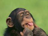 شامپانزه بانمک
