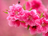 شکوفه صورتی درخت شلیل