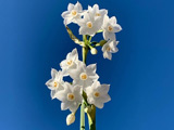 شاخه گل نرگس سفید