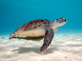 عکس لاکپشت زیر دریا