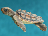 عکس بچه لاکپشت در حال شنا