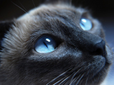 گربه سیاه و چشم آبی