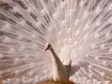 عکس پرنده بسیار زیبا طاووس سفید