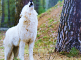 زوزه گرگ سفید در جنگل
