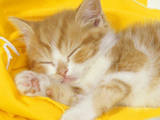 خواب بچه گربه ناز کوچولو