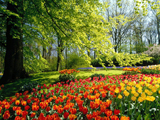 طبیعت بهار و گلهای لاله