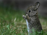 عکس بچه خرگوش خاکستری