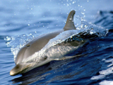عکس دلفین در حال شنا