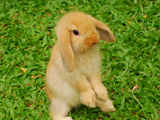 عکس خرگوش بامزه طلائی