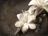 والپیپر گل ارکیده سفید
